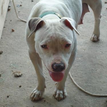 The Pit Bull Puppy Patchs Dottie Pit Bull.jpg